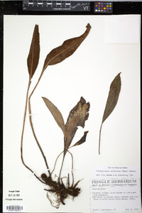 Elaphoglossum papillosum image