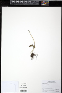 Ophioglossum nudicaule image