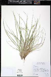 Cenchrus spinifex image