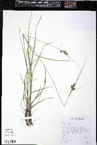 Carex complanata image