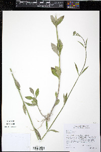 Verbena brasiliensis image