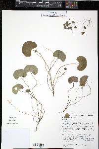 Viola hederacea image