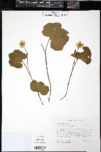 Rubus chamaemorus image