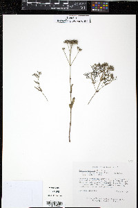 Hedyotis purpurea var. calycosa image