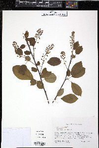 Rubus chamaemorus image