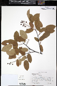 Amelanchier laevis image