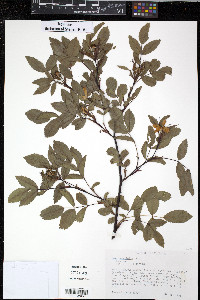 Rosa rubrifolia image