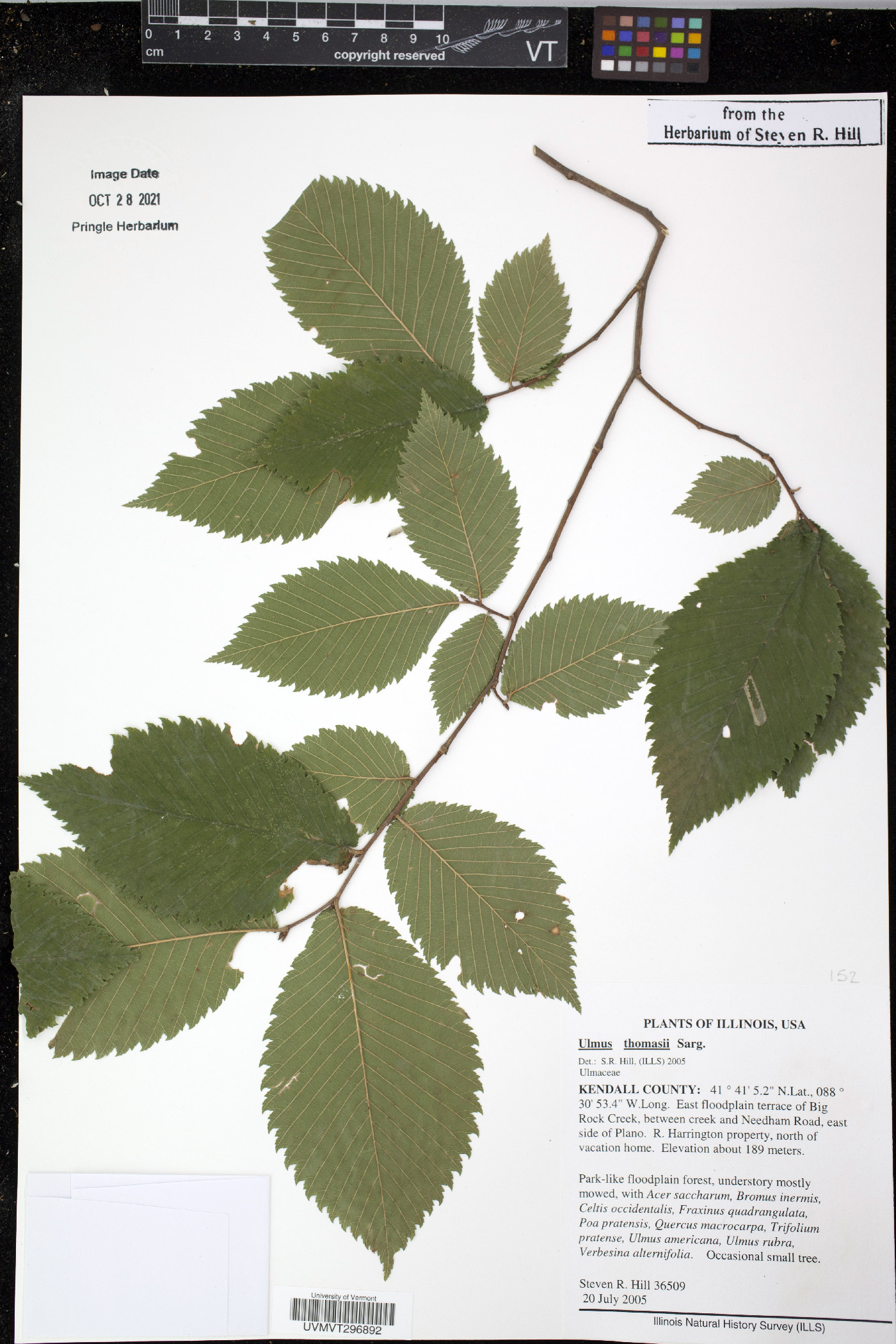 Ulmus thomasii image