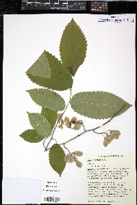 Ulmus thomasii image