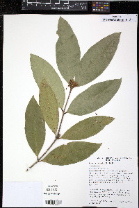 Image of Phaleria octandra