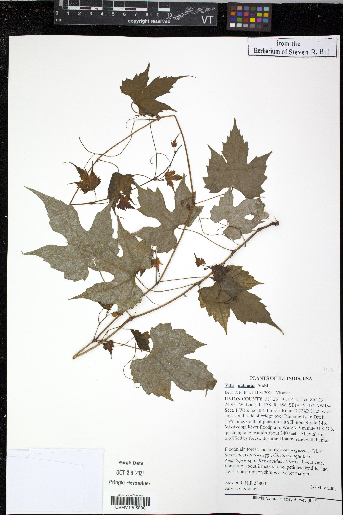 Vitis palmata image