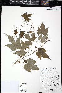 Vitis palmata image