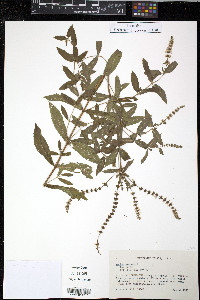 Mentha spicata image