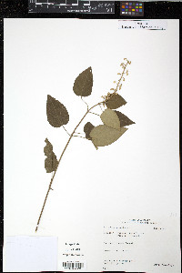 Scutellaria incarnata image