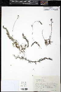 Utricularia minor image