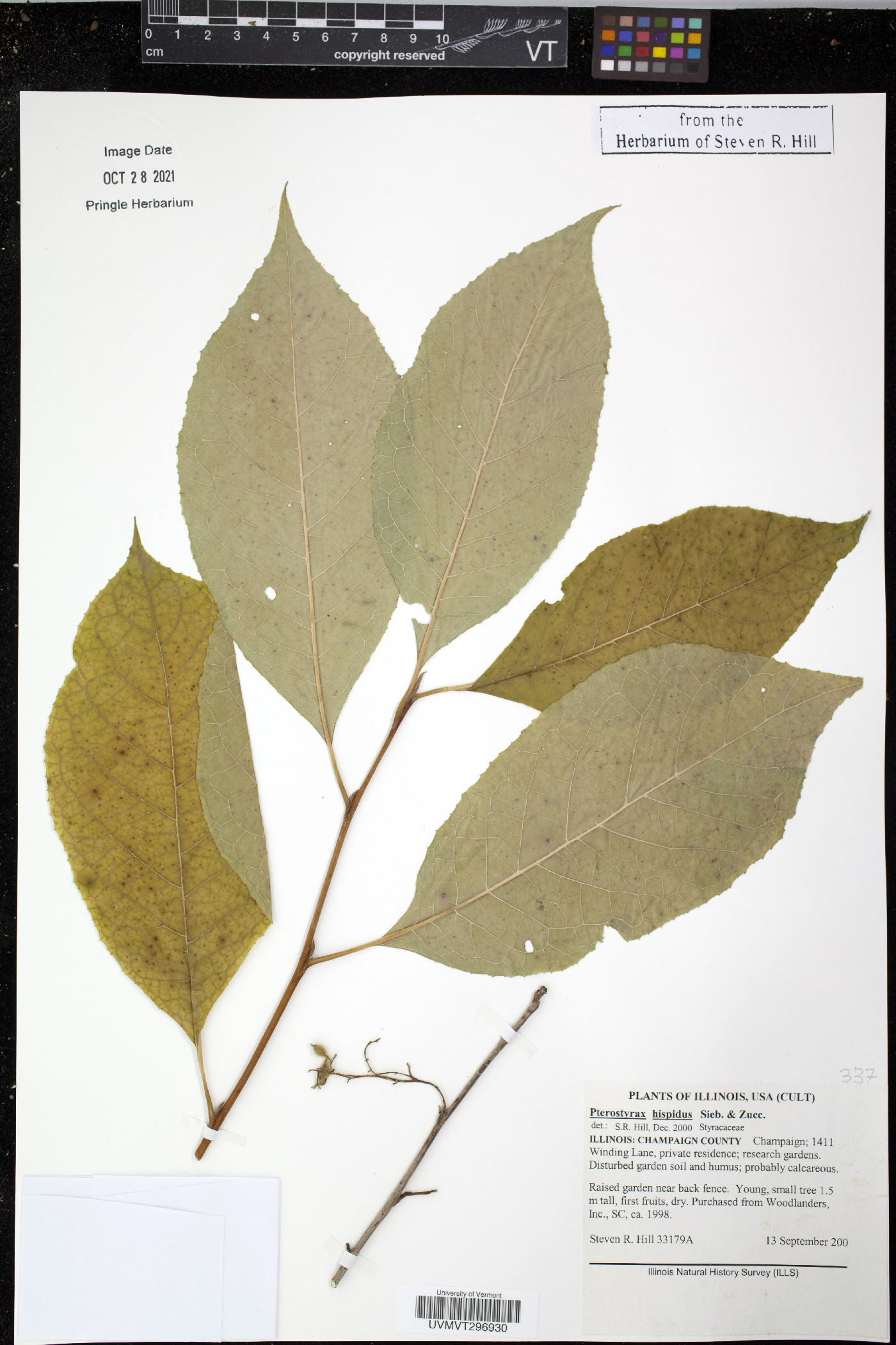 Pterostyrax hispidus image