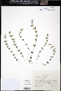 Scutellaria parvula var. leonardii image