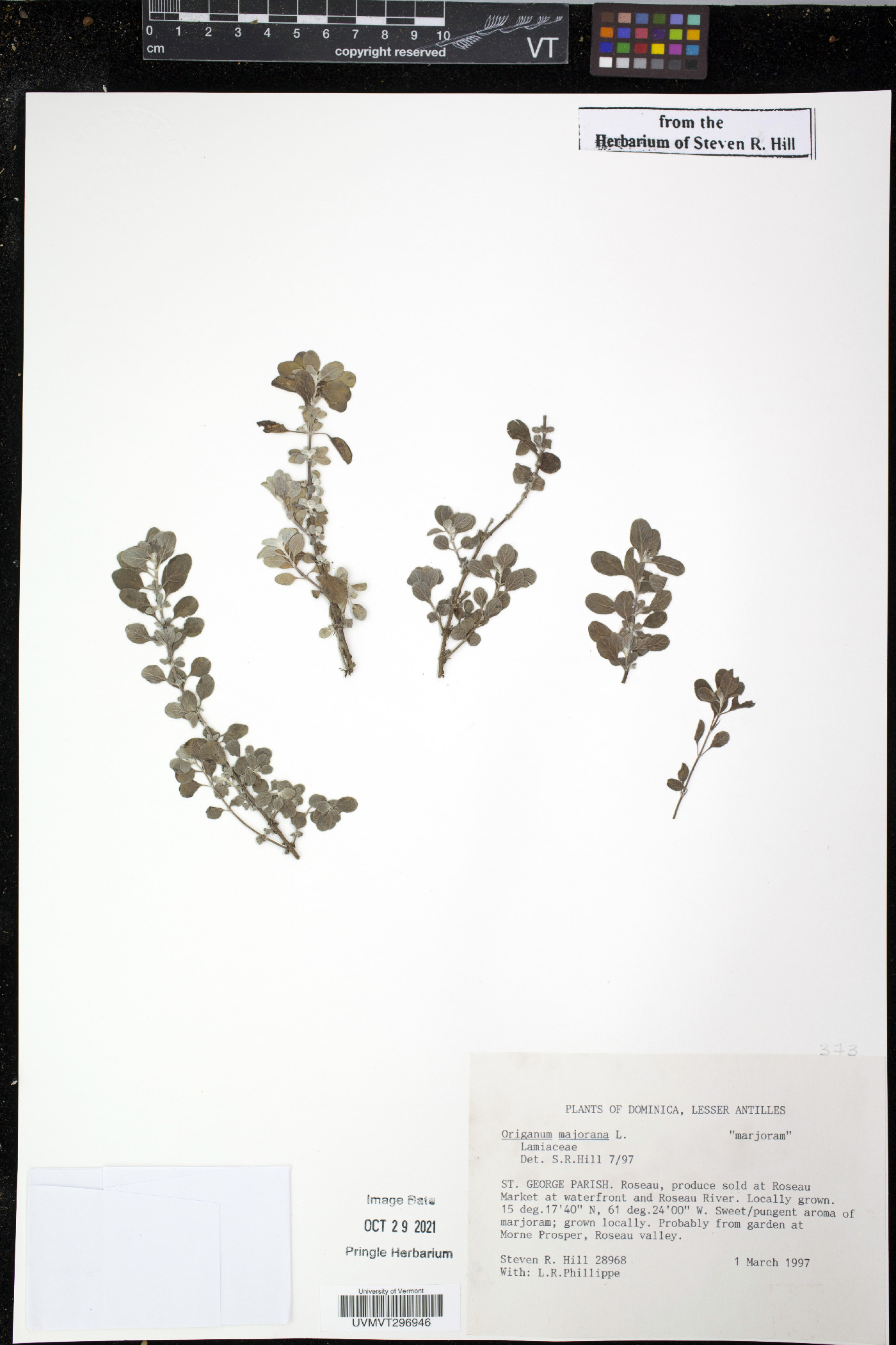 Origanum majorana image