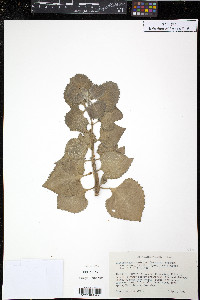 Plectranthus amboinicus image