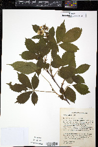 Rubus setosus image