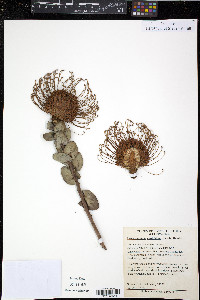Leucospermum cordifolium image