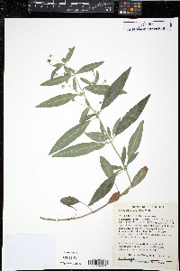 Lysimachia lanceolata image