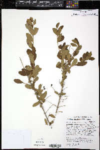 Ligustrum obtusifolium image