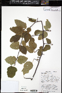 Malus ioënsis image