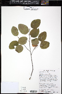 Amelanchier laevis image