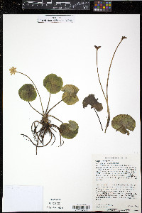 Caltha leptosepala var. biflora image