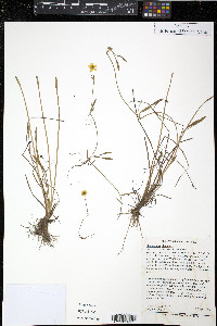 Ranunculus flammula image