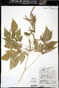 Aruncus dioicus var. pubescens image