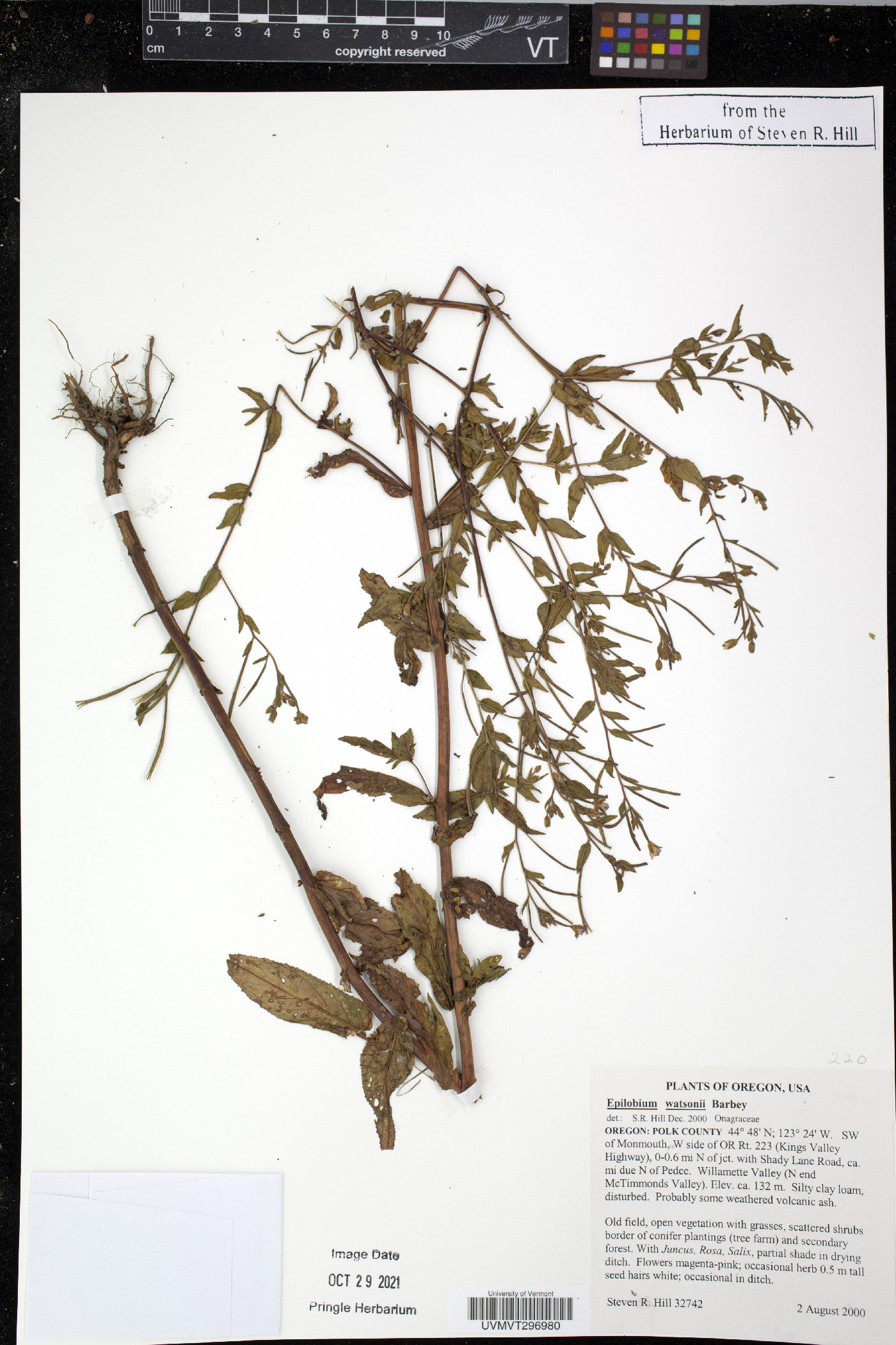 Epilobium ciliatum subsp. watsonii image