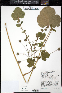 Geum macrophyllum var. macrophyllum image