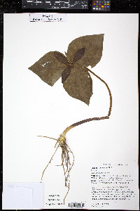 Trillium cuneatum image