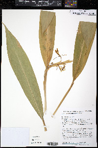 Image of Hedychium spicatum