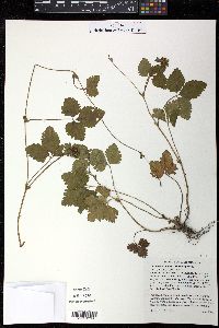 Potentilla indica image