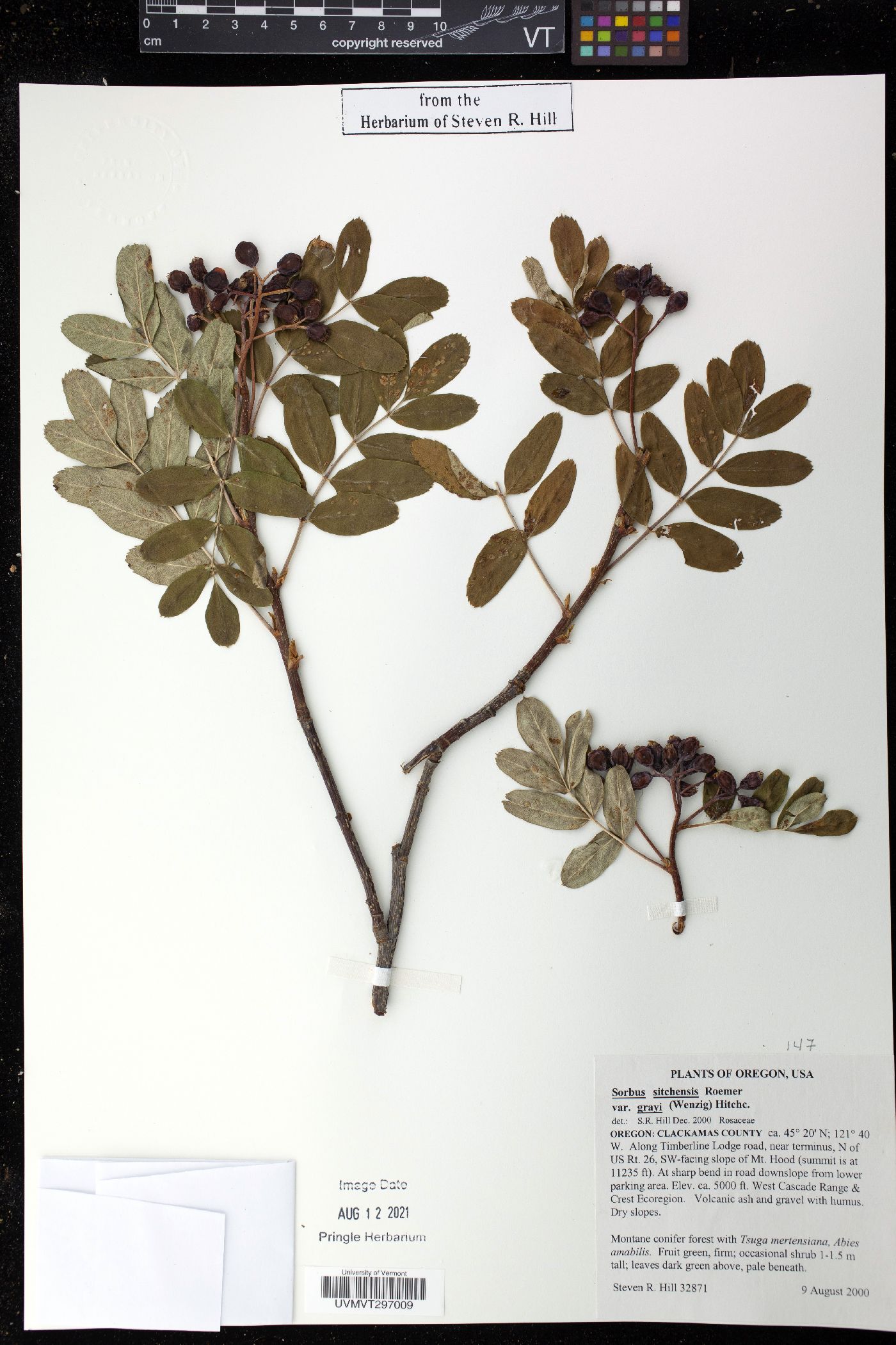 Sorbus sitchensis var. grayi image