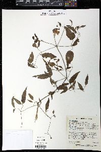 Clematis crispa image