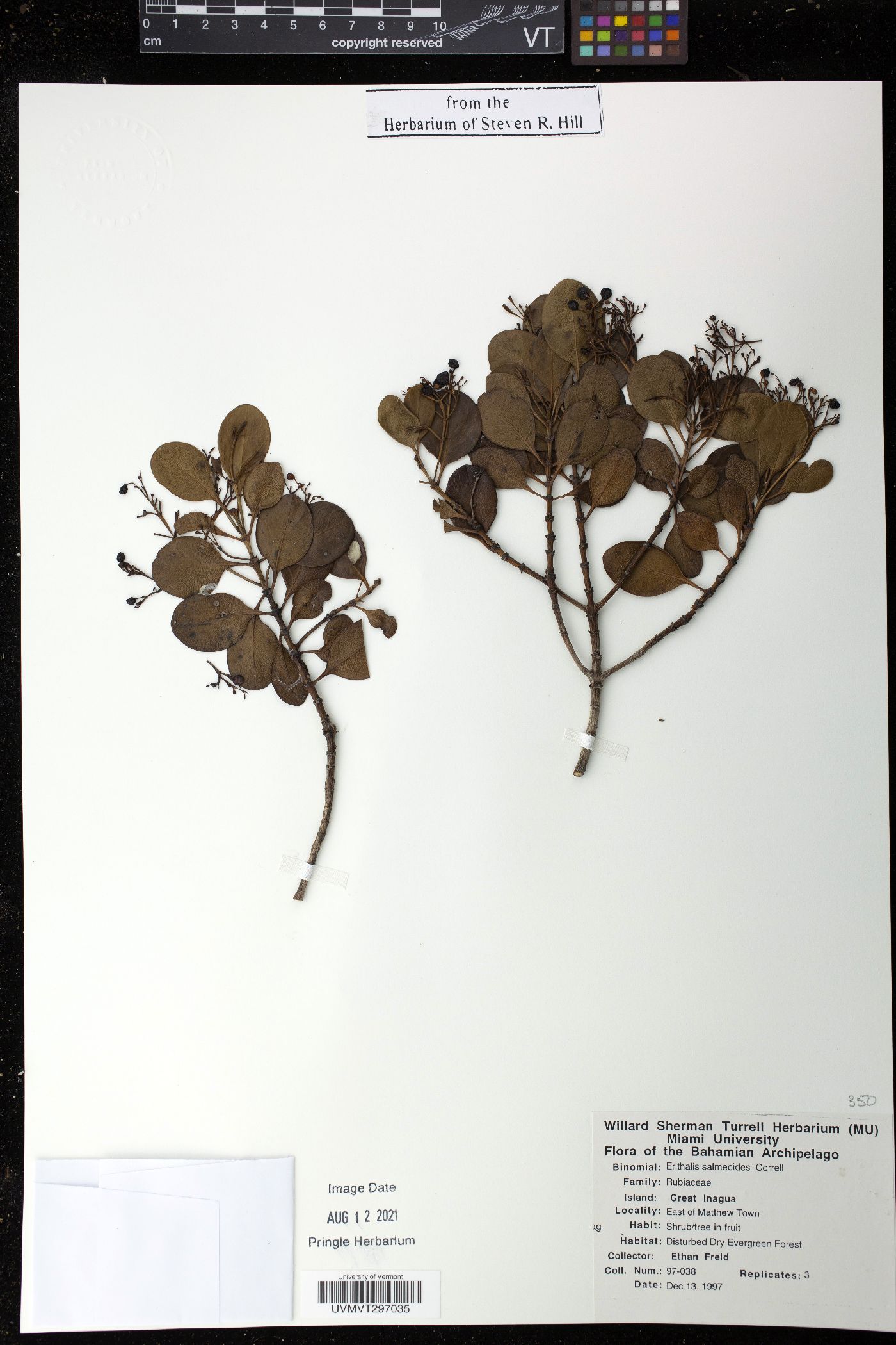 Erithalis salmeoides image