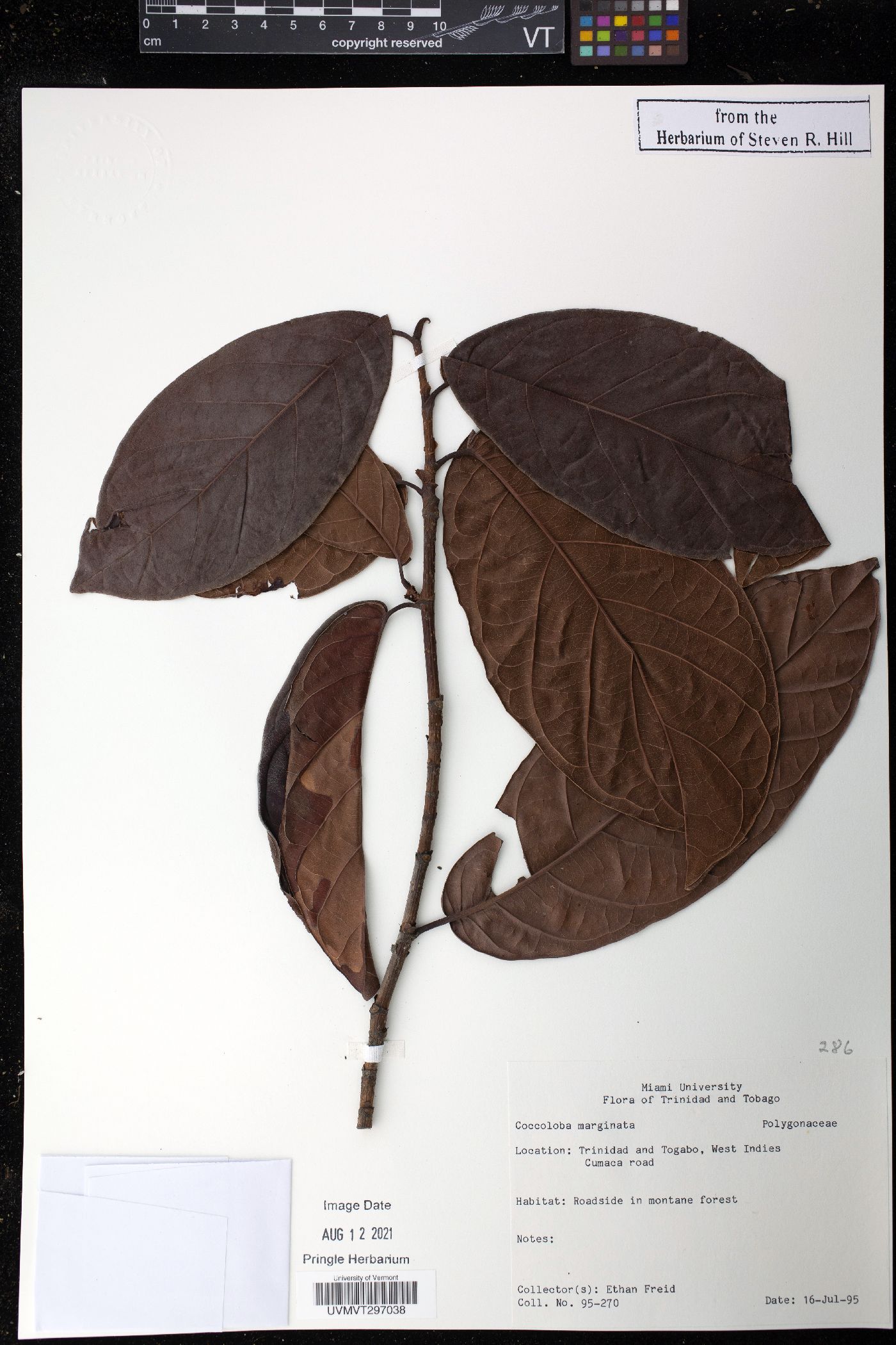 Coccoloba marginata image