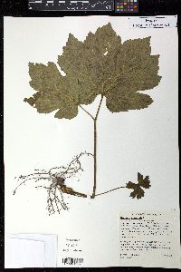 Hydrastis canadensis image