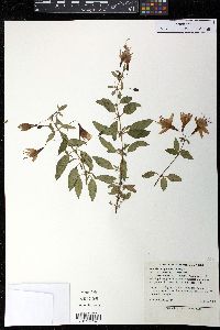 Fuchsia magellanica image