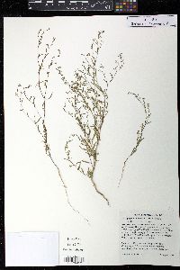 Gayophytum diffusum image