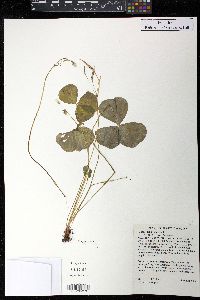 Oxalis trilliifolia image