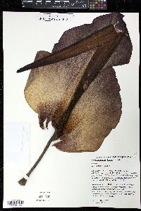 Amorphophallus konjac image
