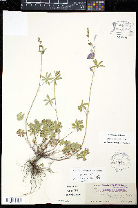 Sidalcea glaucescens image