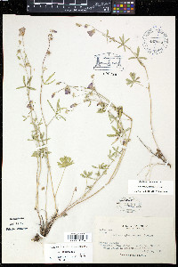 Sidalcea glaucescens image