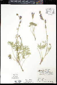 Sidalcea multifida image