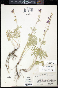 Sidalcea multifida image